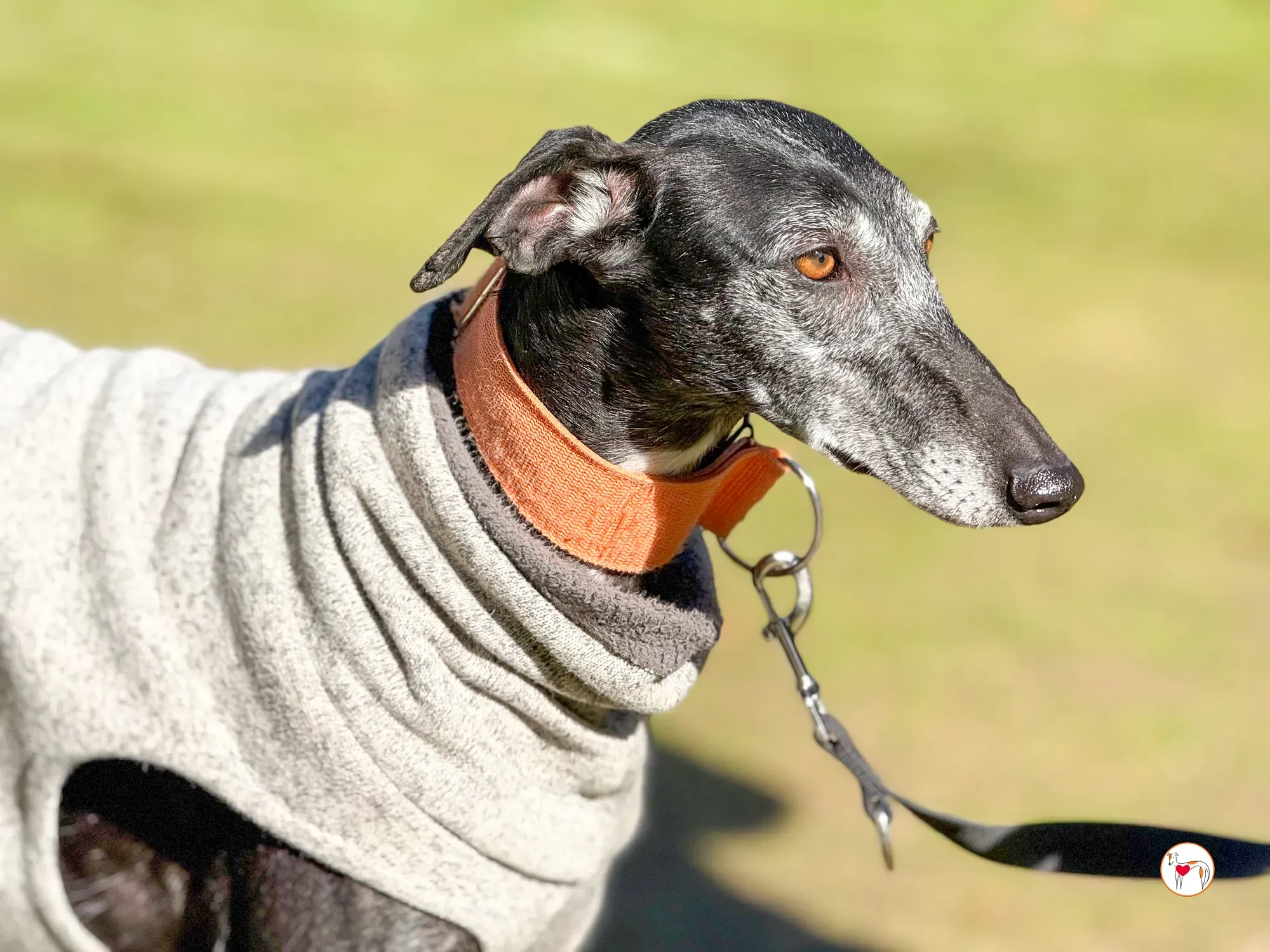 wabi sabi galgo adozione 5