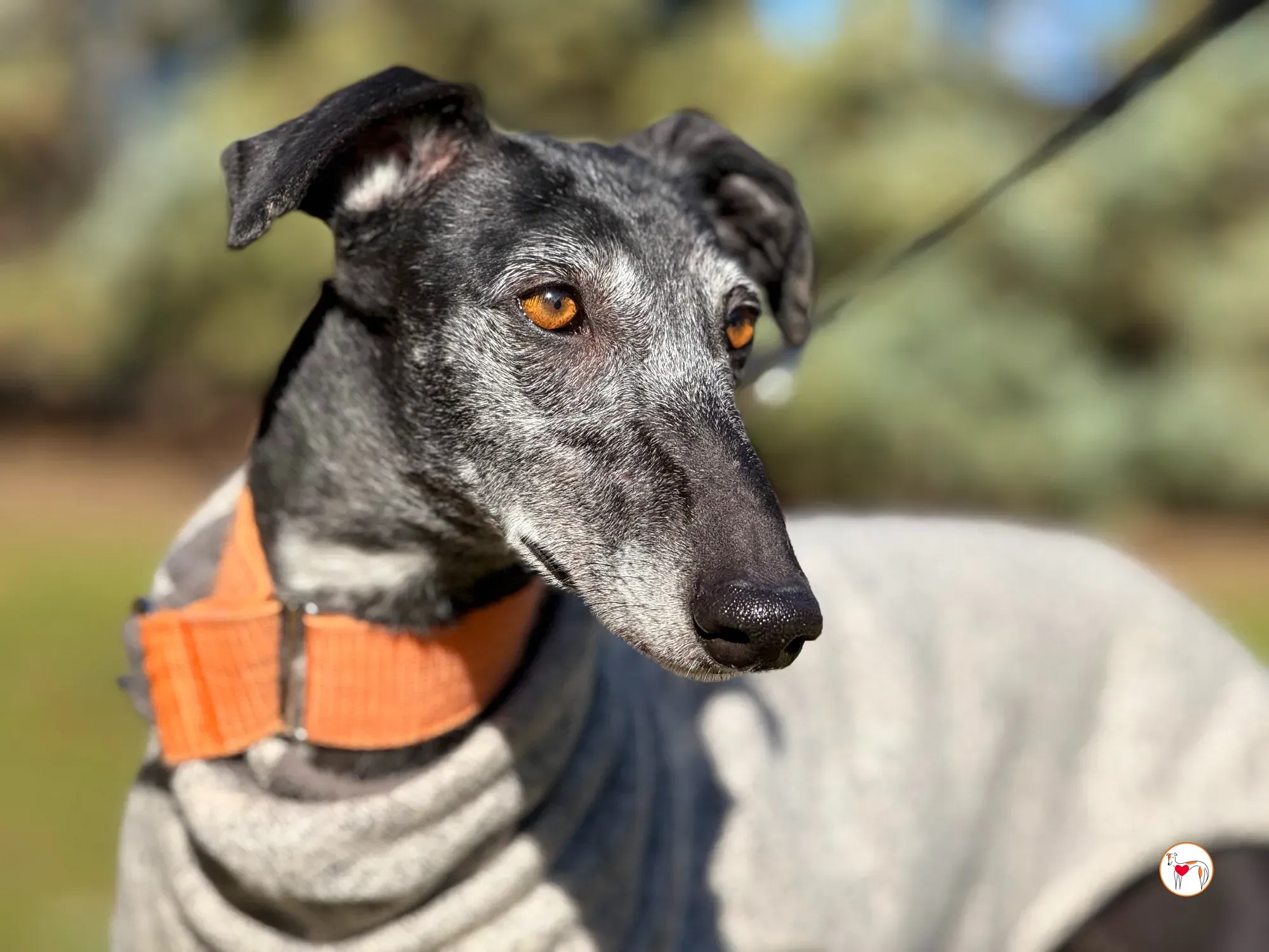 wabi sabi galgo adozione 6