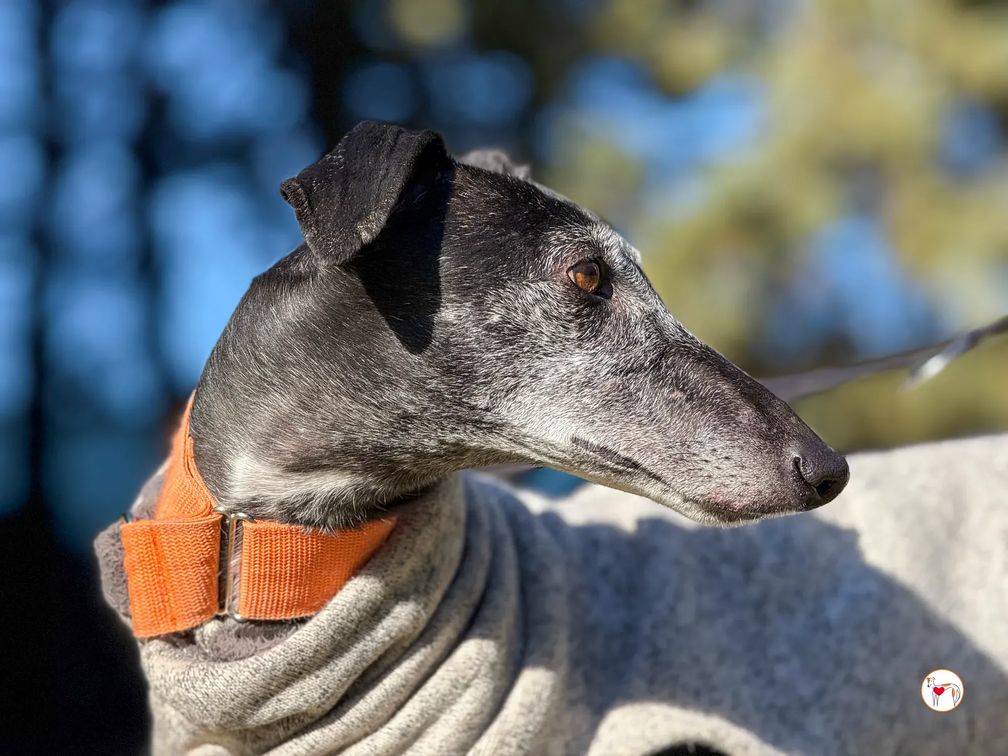 wabi sabi galgo adozione 8