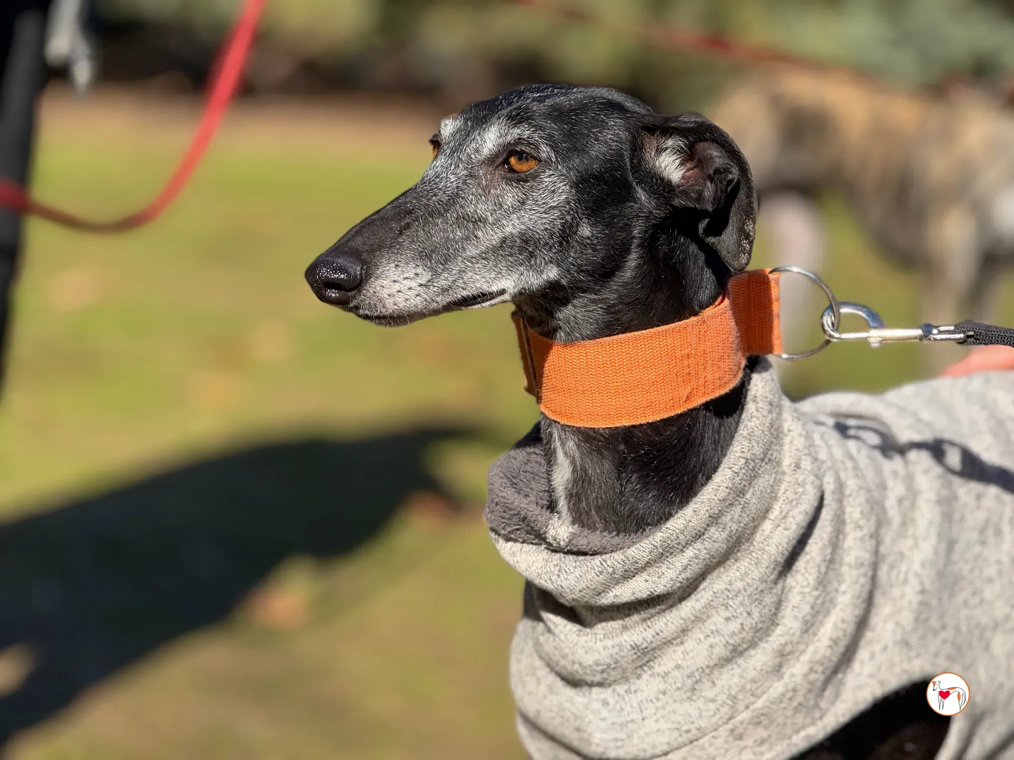 wabi sabi galgo adozione 9