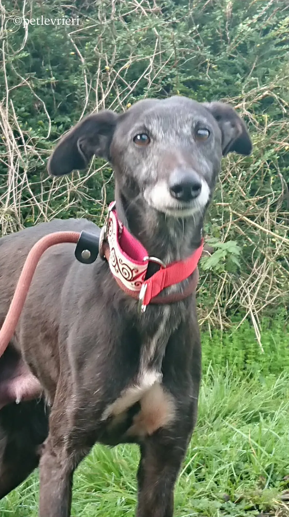 waiola adozione levrieri greyhound 1 1