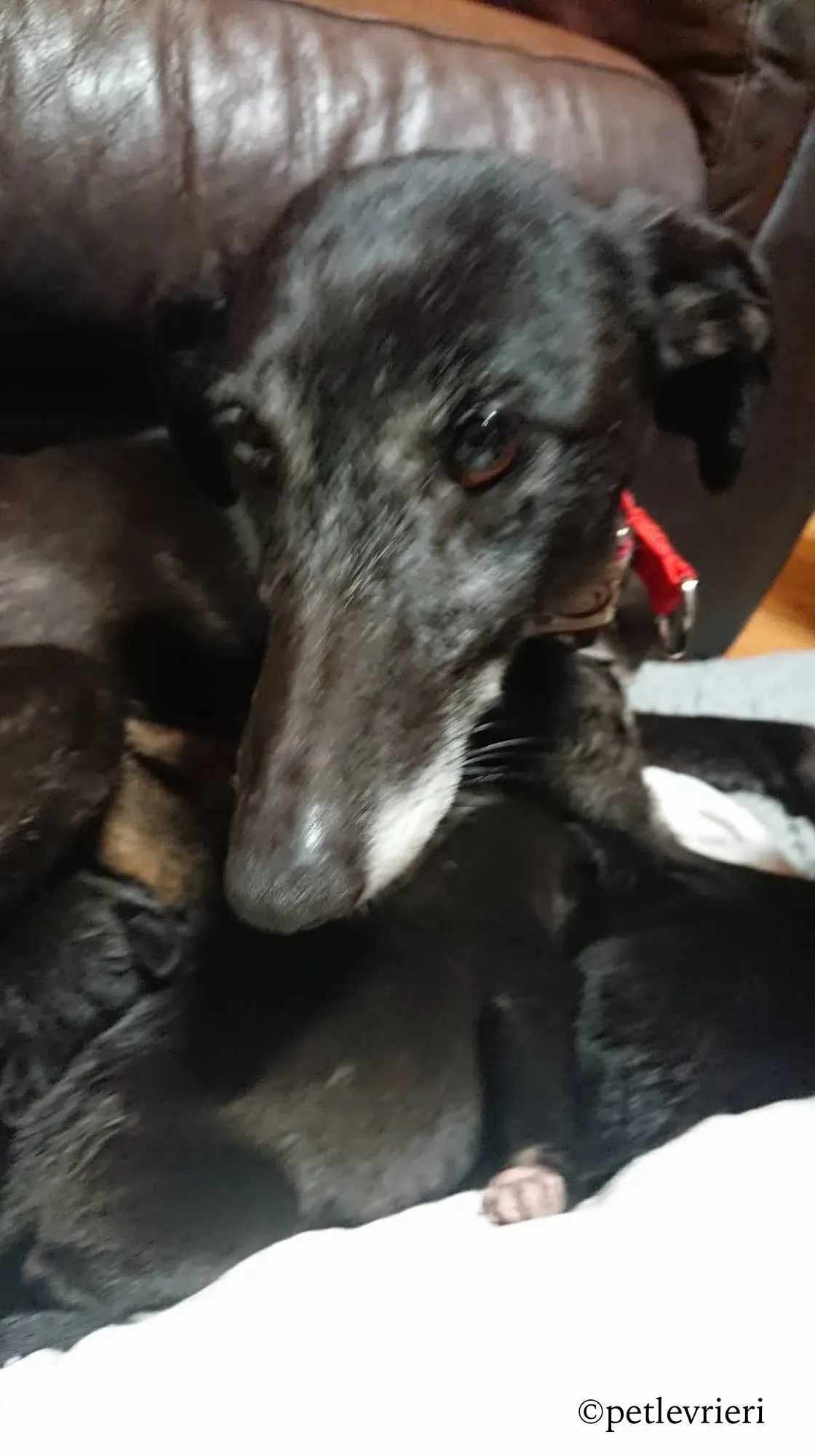 waiola adozione levrieri greyhound 10