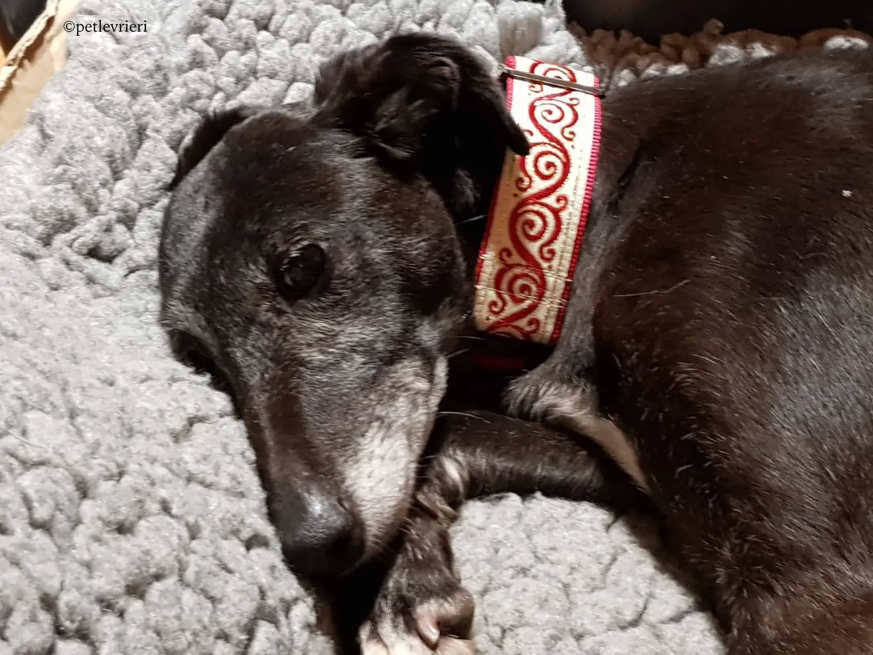 waiola adozione levrieri greyhound 11