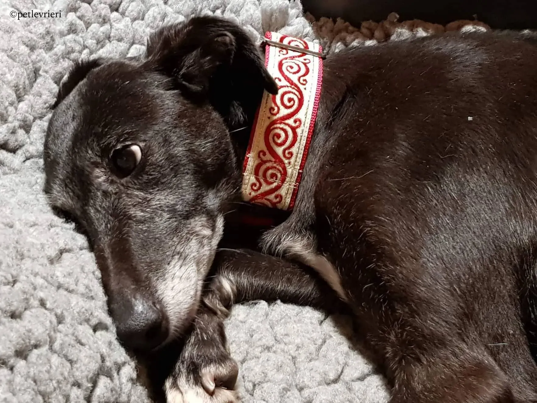 waiola adozione levrieri greyhound 12