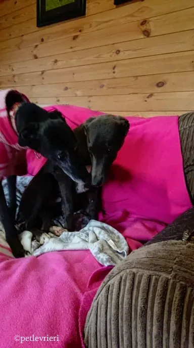 waiola adozione levrieri greyhound 13