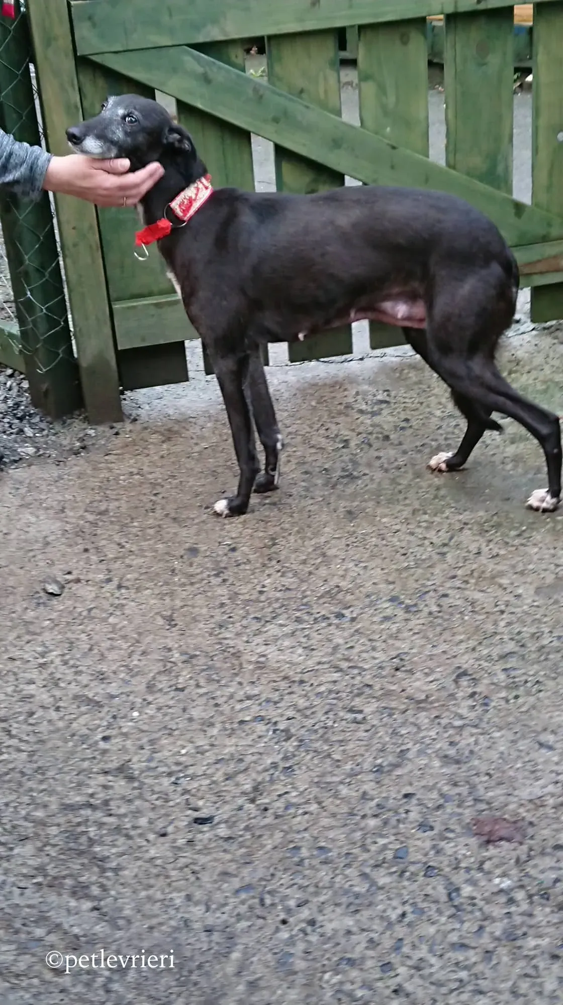 waiola adozione levrieri greyhound 14