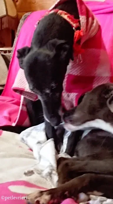 waiola adozione levrieri greyhound 15