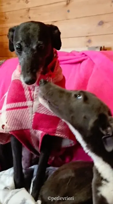 waiola adozione levrieri greyhound 16