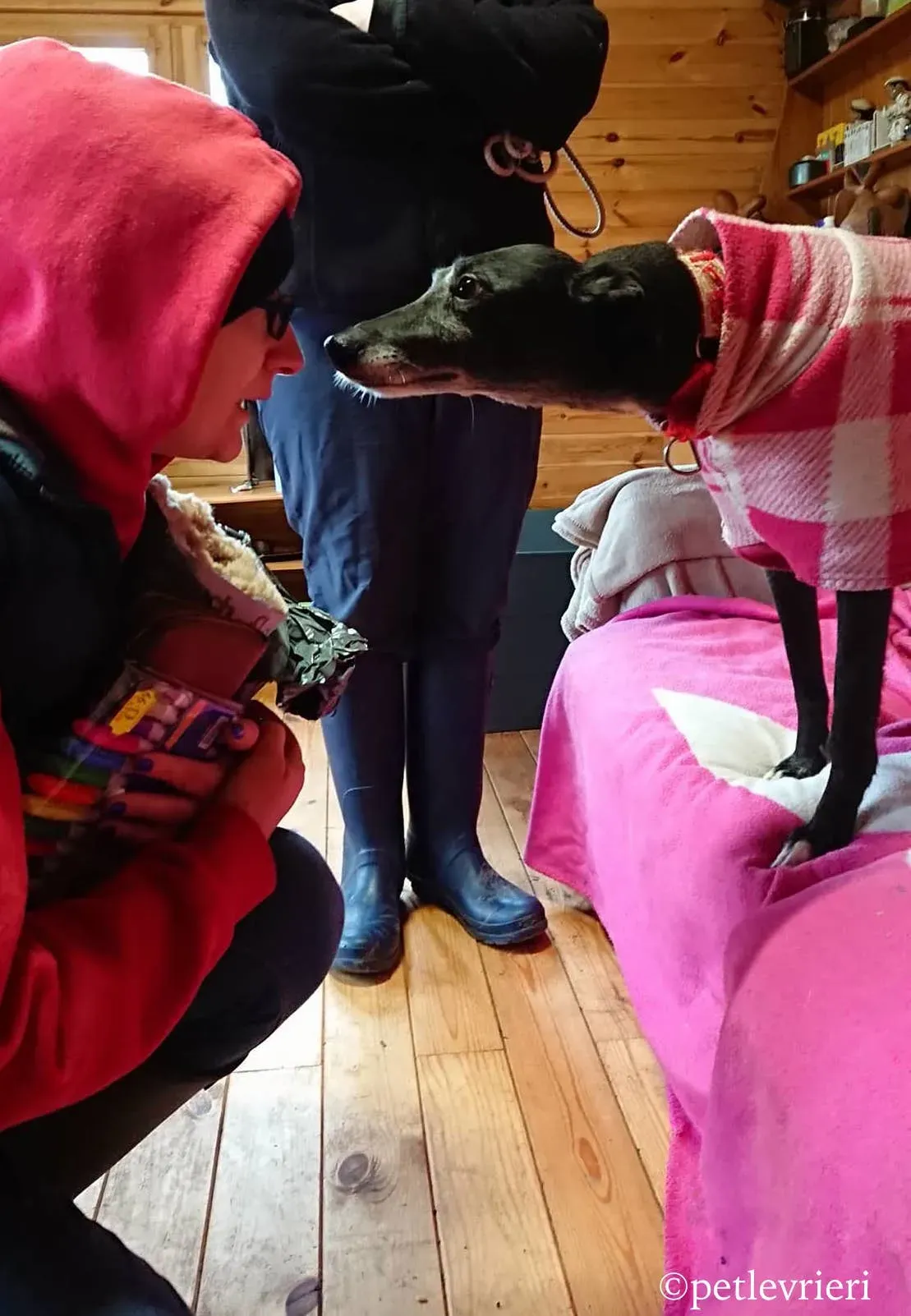 waiola adozione levrieri greyhound 17