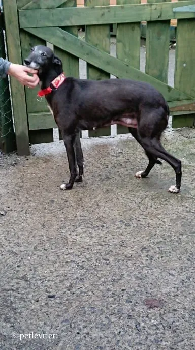 waiola adozione levrieri greyhound 18