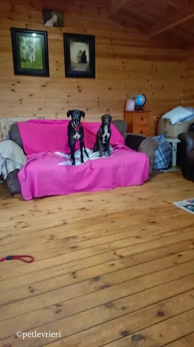 waiola adozione levrieri greyhound 19