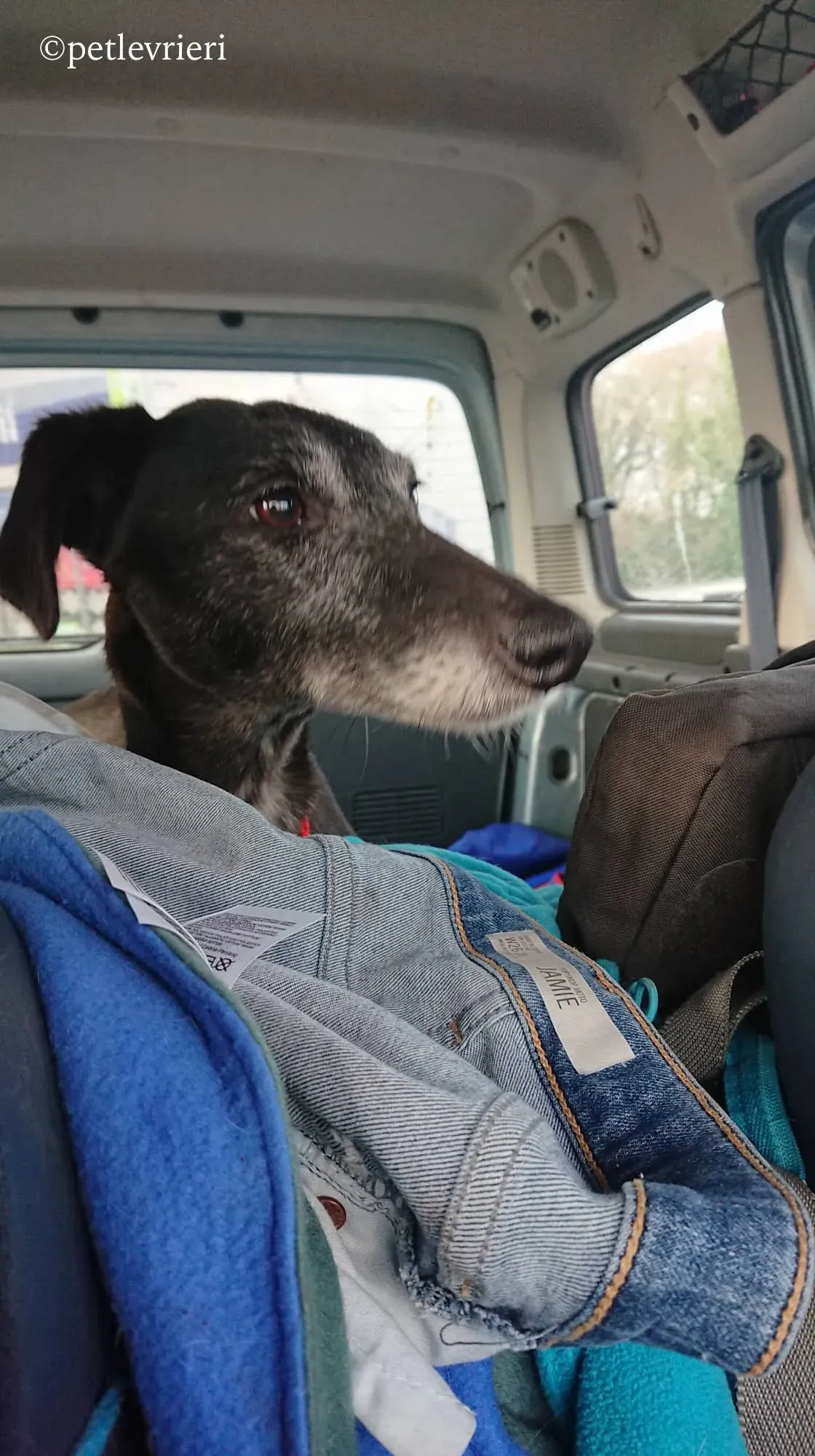 waiola adozione levrieri greyhound 2