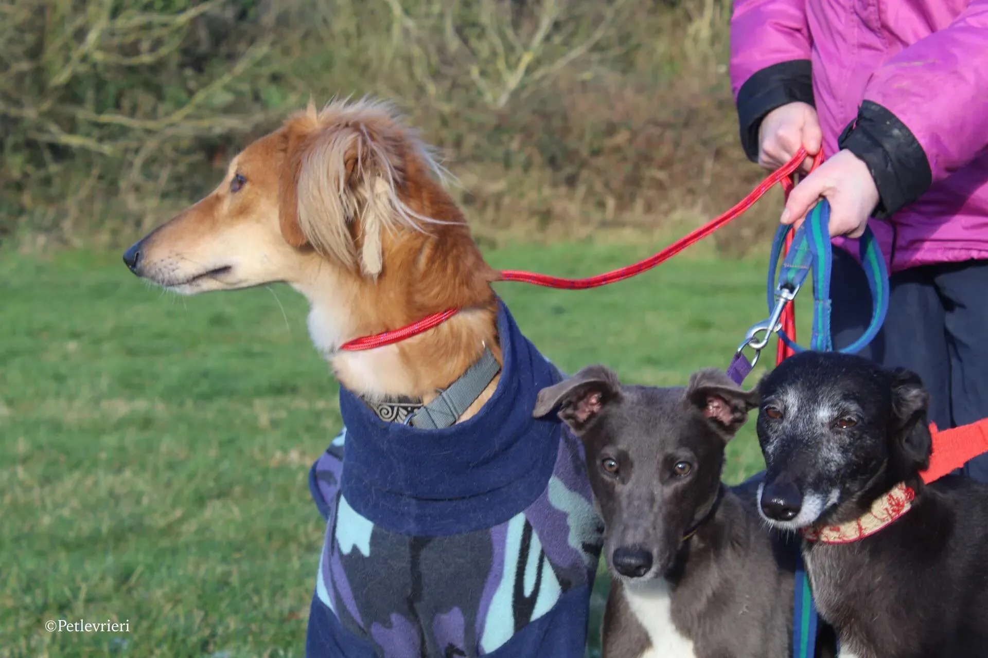 waiola adozione levrieri greyhound 20