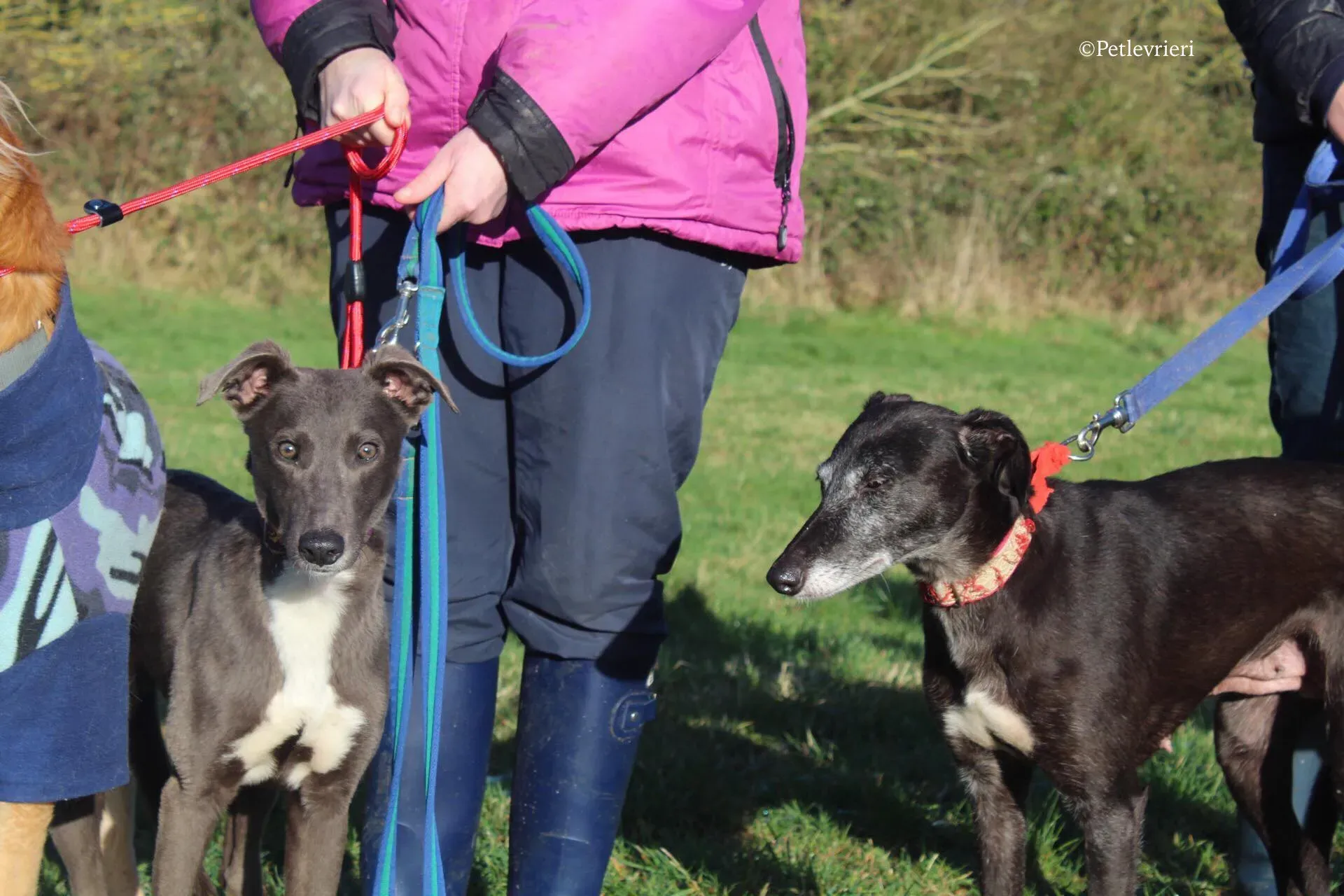 waiola adozione levrieri greyhound 21