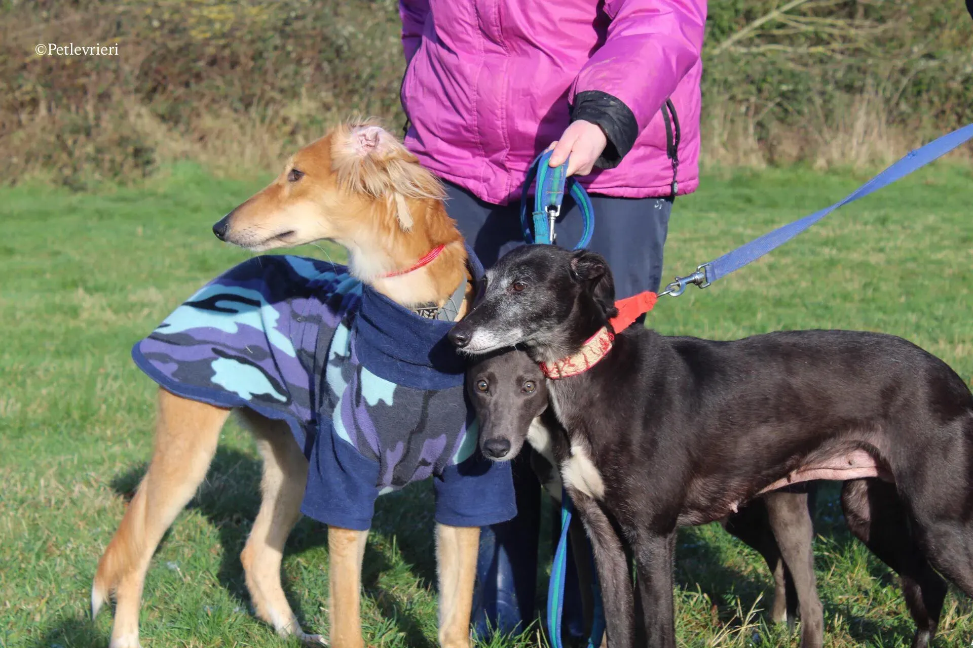 waiola adozione levrieri greyhound 22