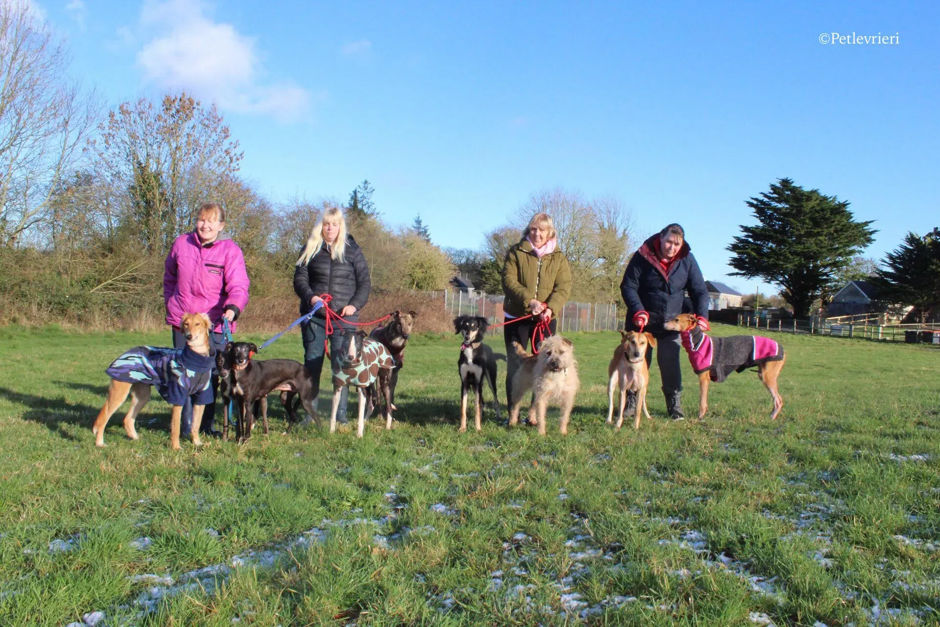 waiola adozione levrieri greyhound 23