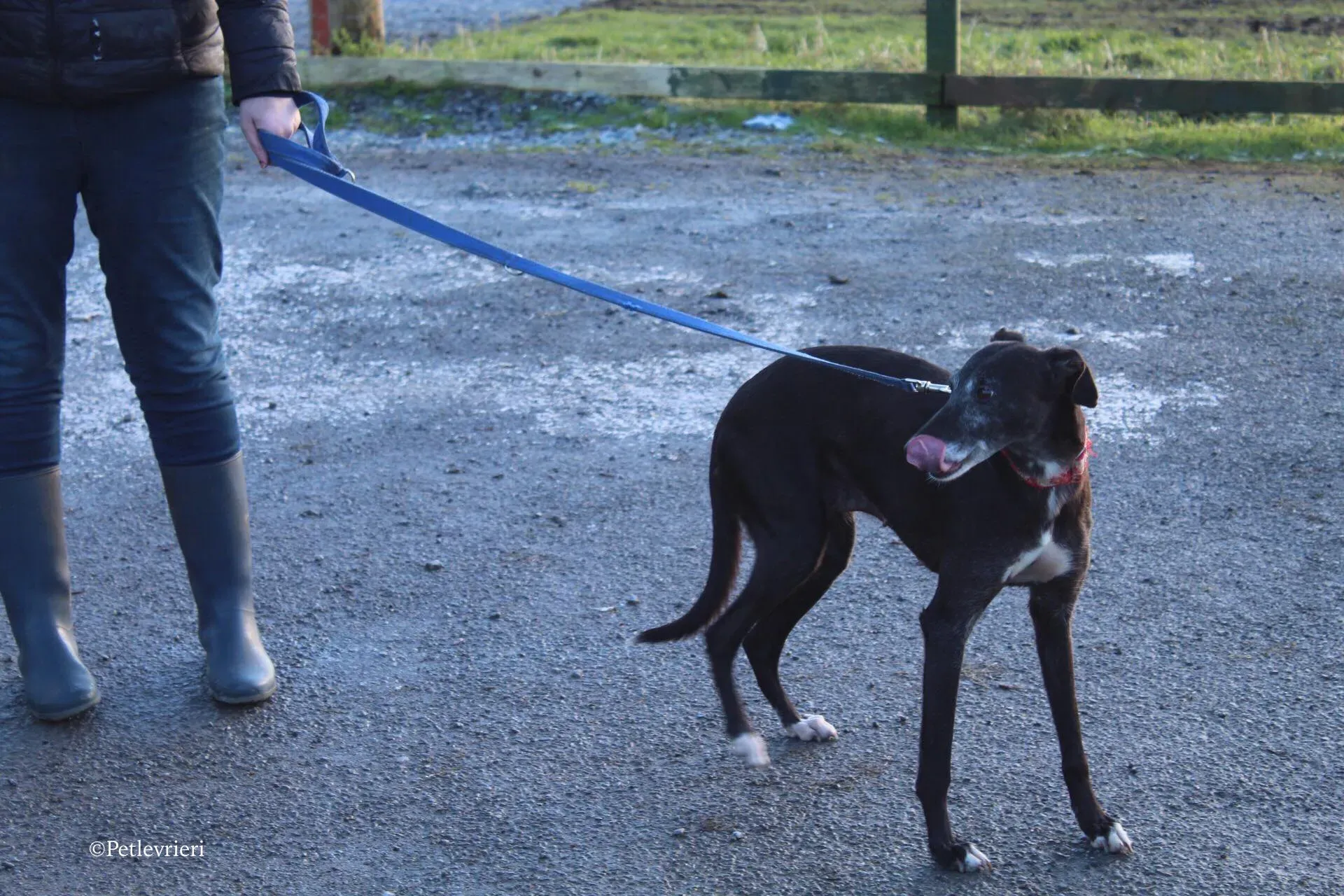 waiola adozione levrieri greyhound 24