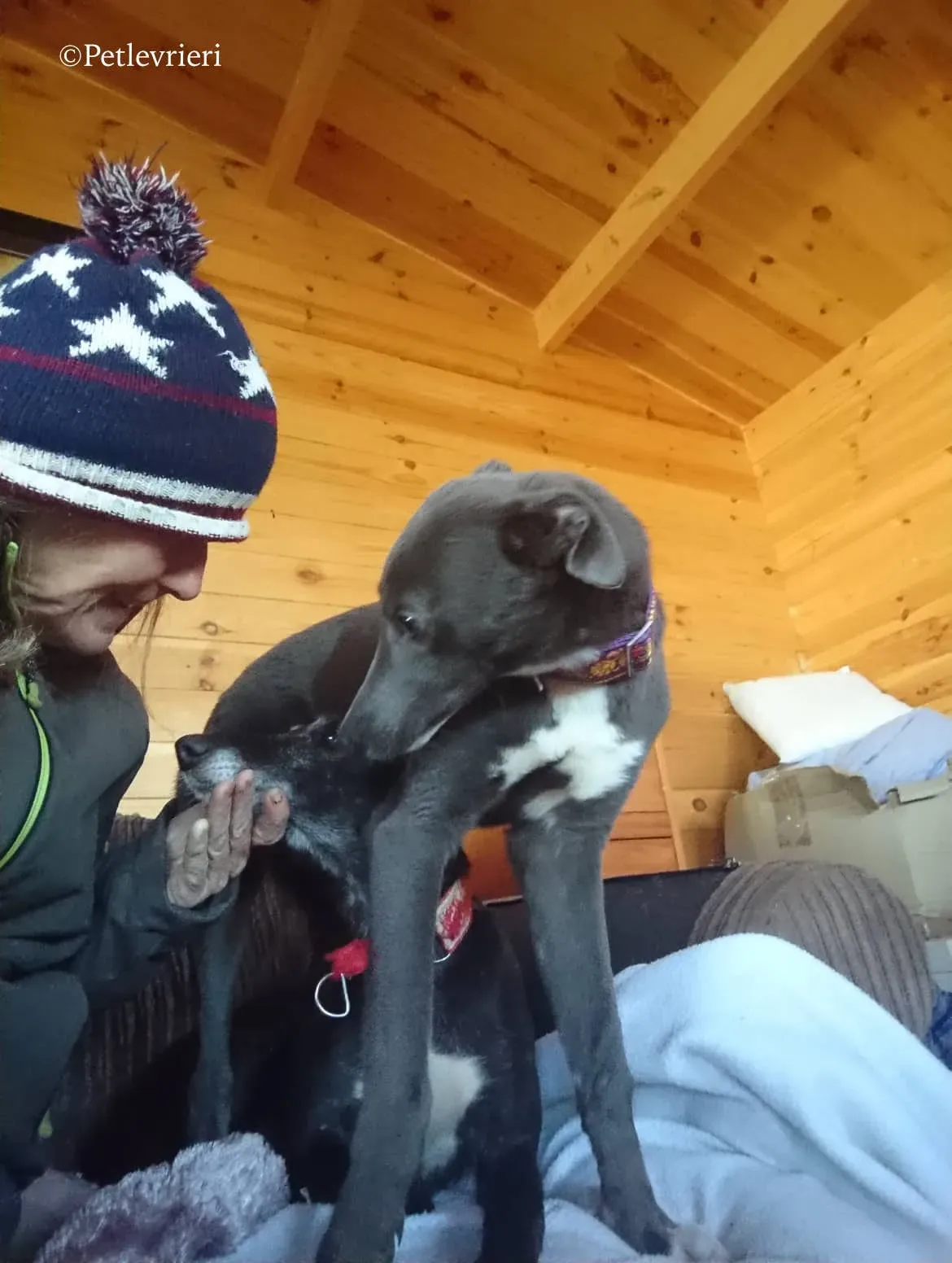 waiola adozione levrieri greyhound 25