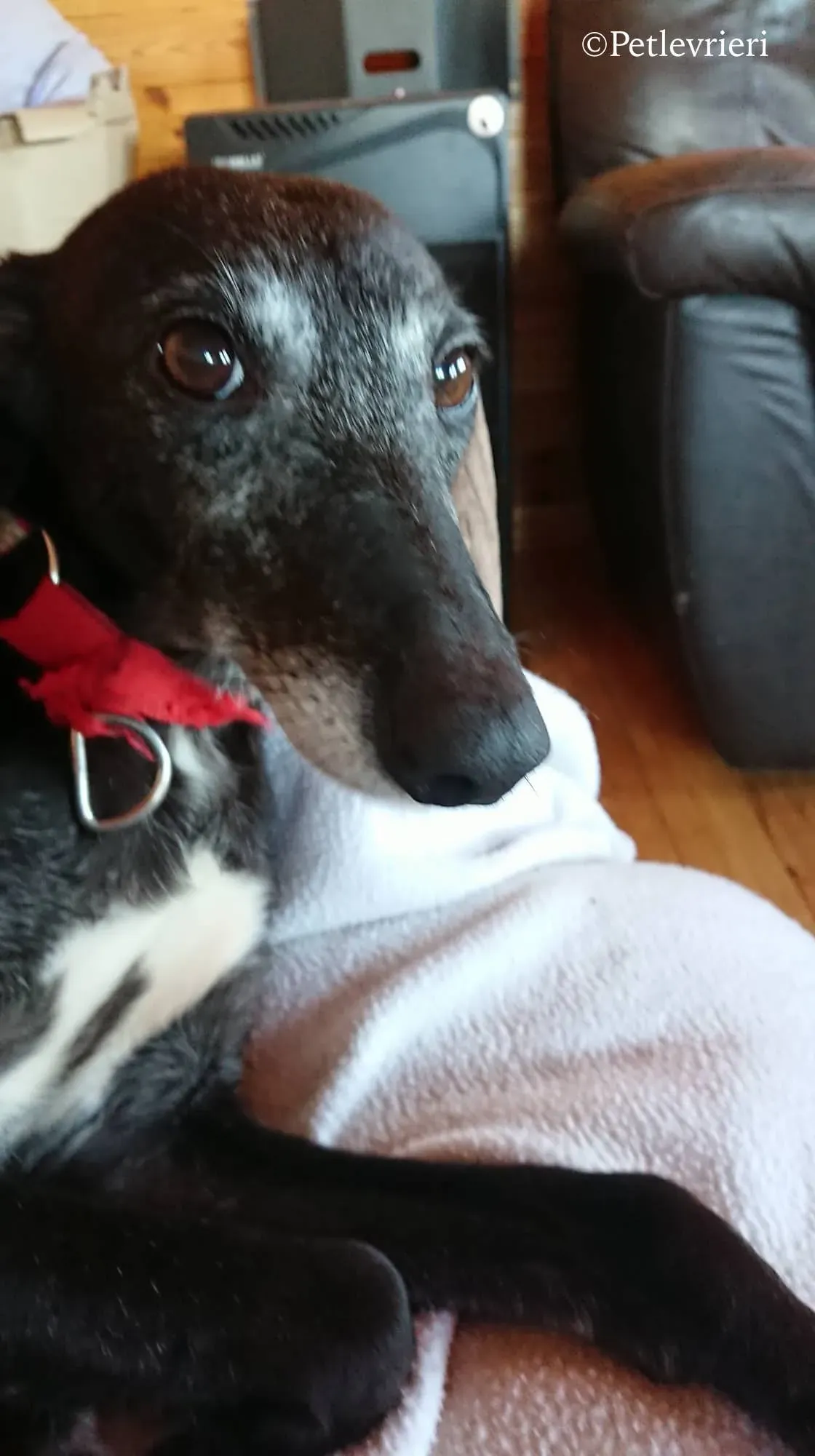 waiola adozione levrieri greyhound 26