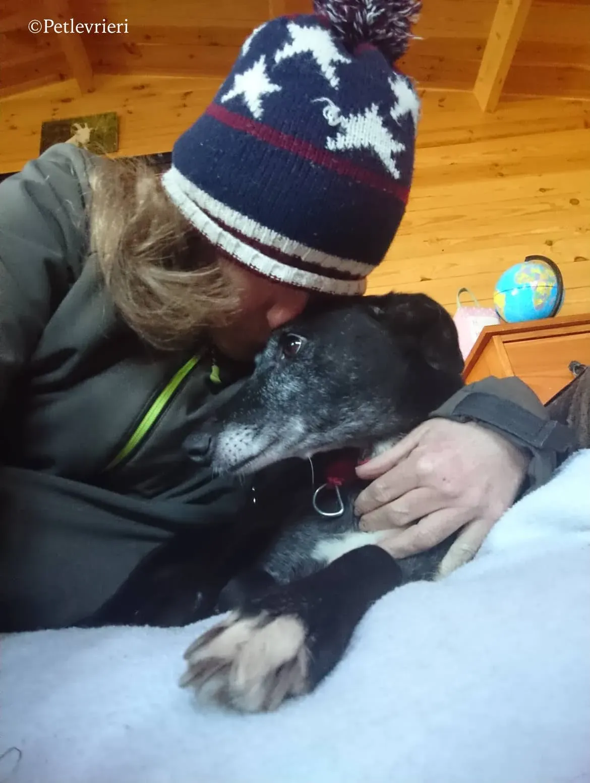 waiola adozione levrieri greyhound 27