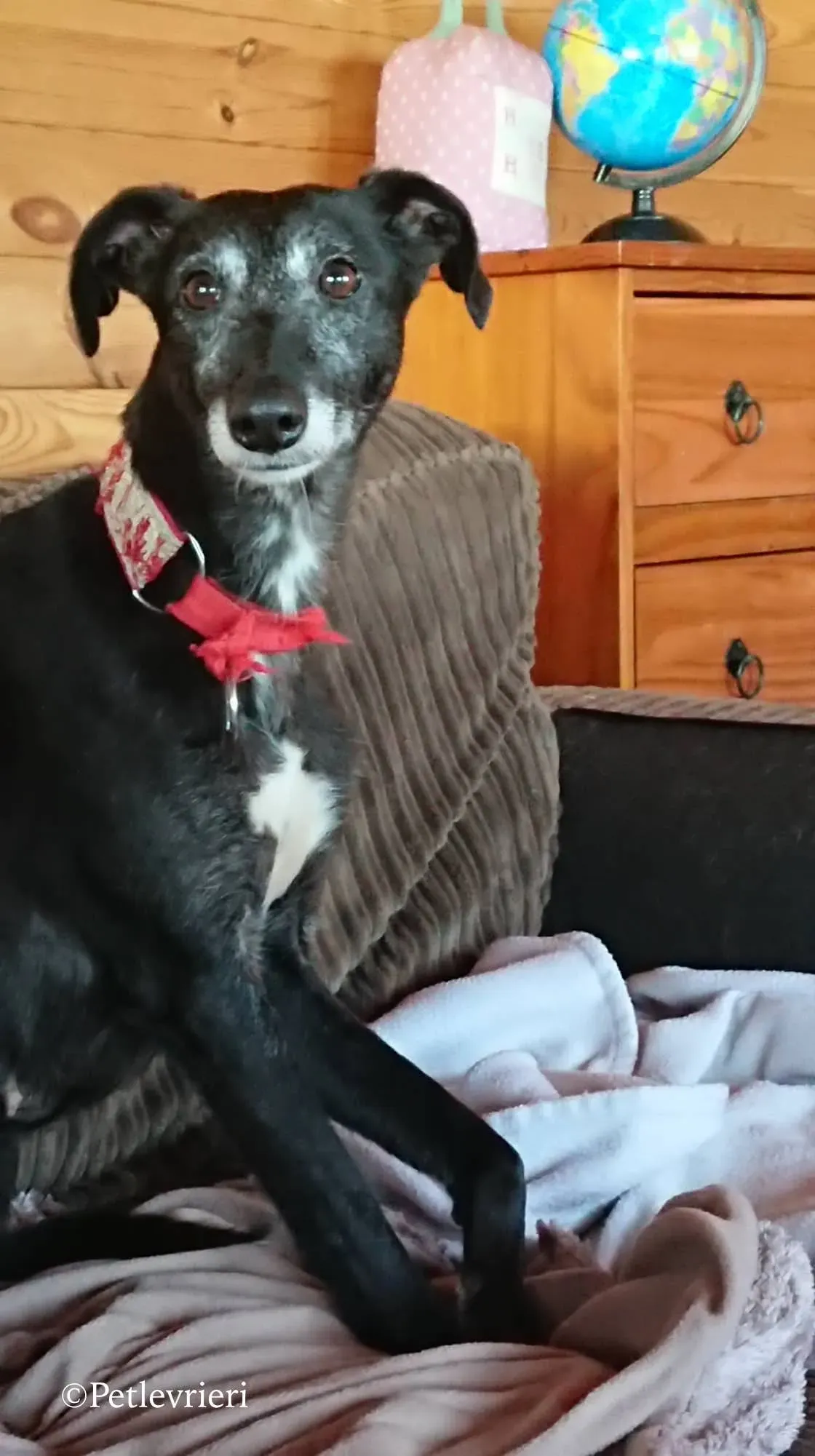 waiola adozione levrieri greyhound 28