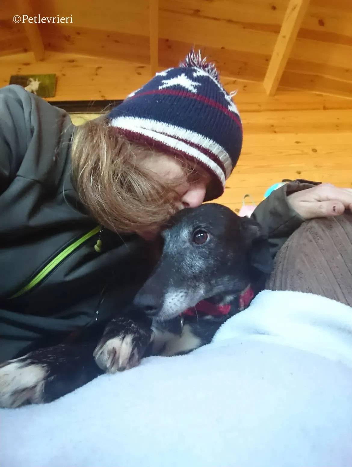 waiola adozione levrieri greyhound 29