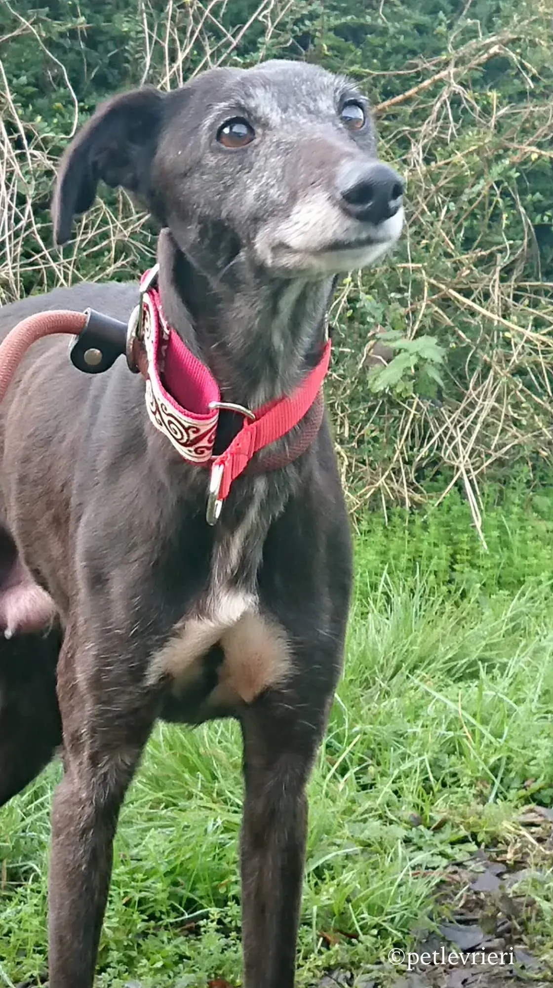 waiola adozione levrieri greyhound 3