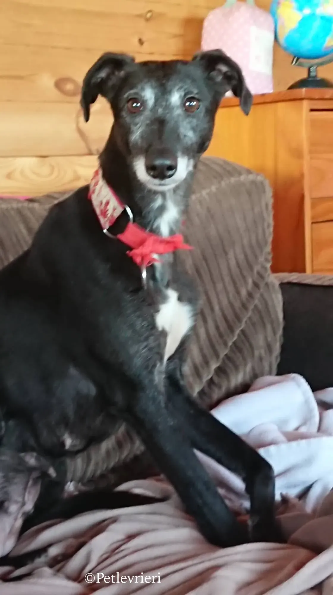 waiola adozione levrieri greyhound 30