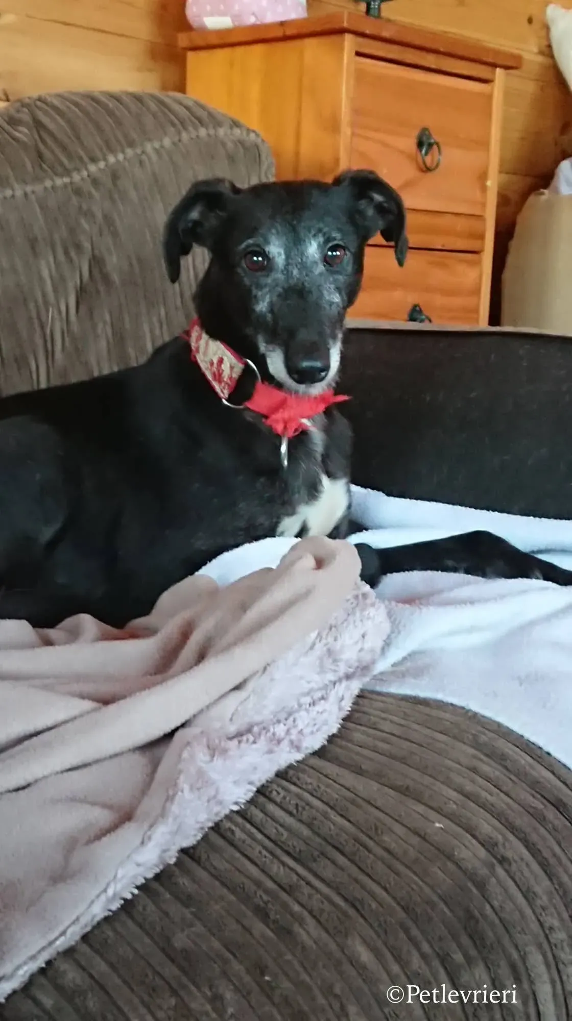 waiola adozione levrieri greyhound 31