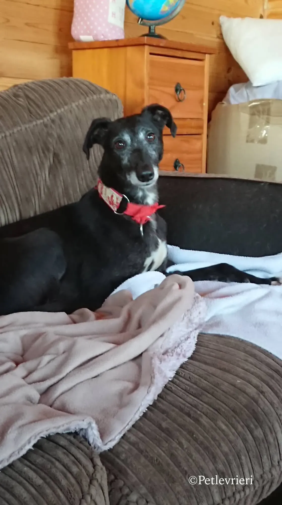 waiola adozione levrieri greyhound 32