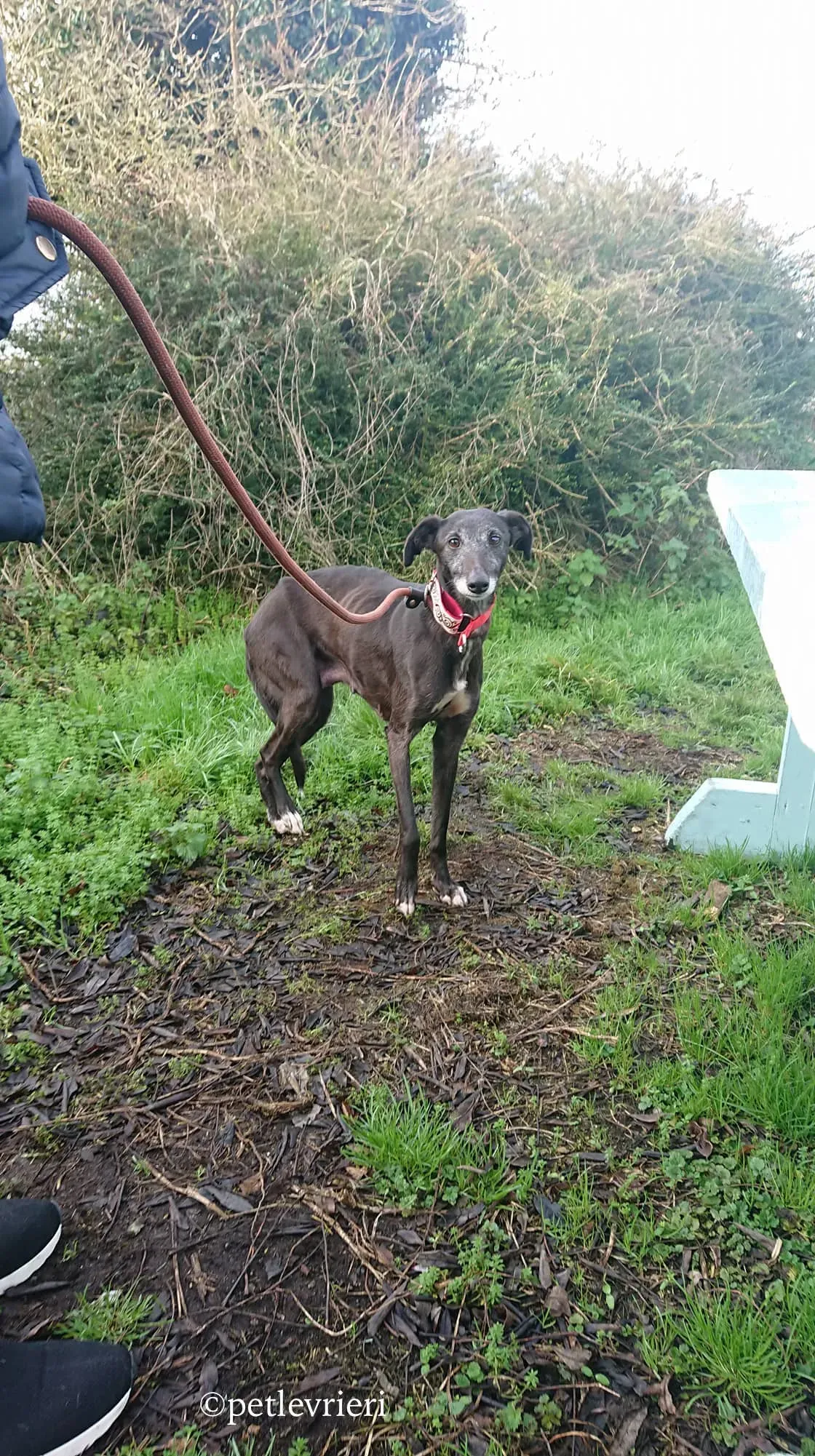 waiola adozione levrieri greyhound 4