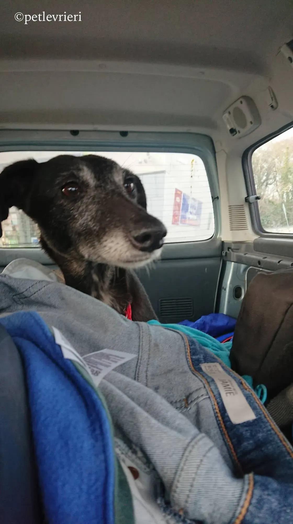 waiola adozione levrieri greyhound 5