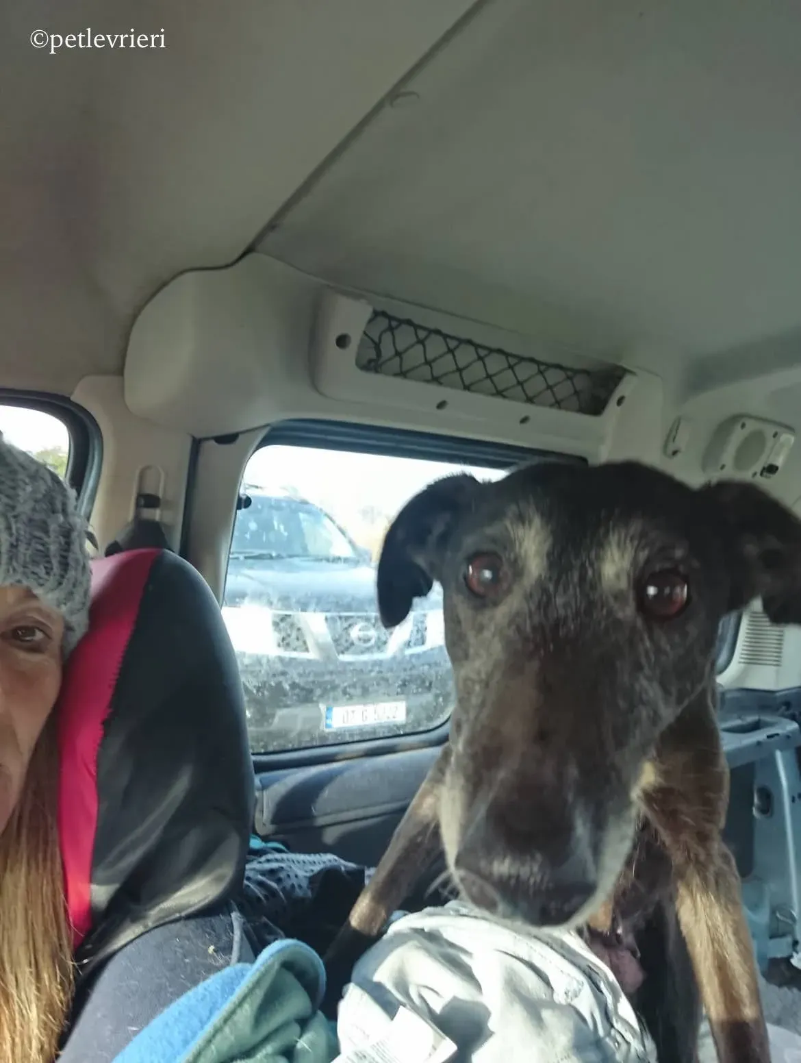 waiola adozione levrieri greyhound 7