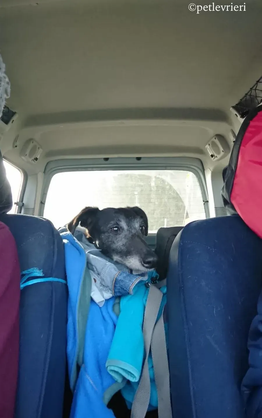 waiola adozione levrieri greyhound 8 e1547594520611