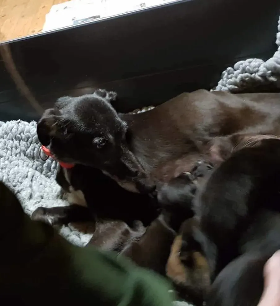 waiola adozione levrieri greyhound 9 e1547594557901