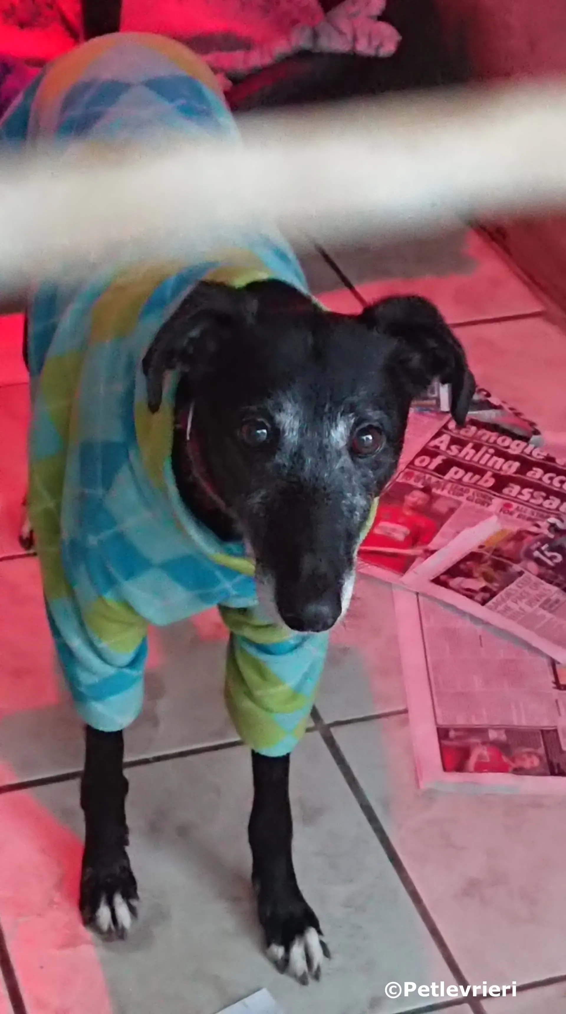 waiola adozione levrieri greyhound