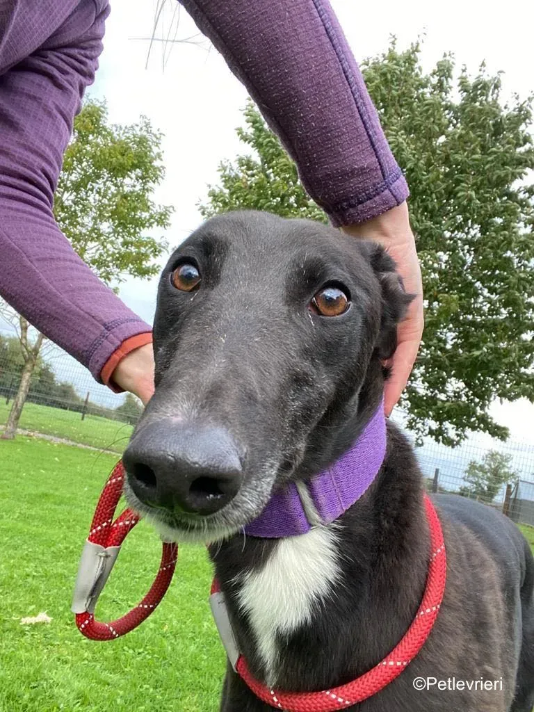 wallace adozione levrieri greyound lurcher 1