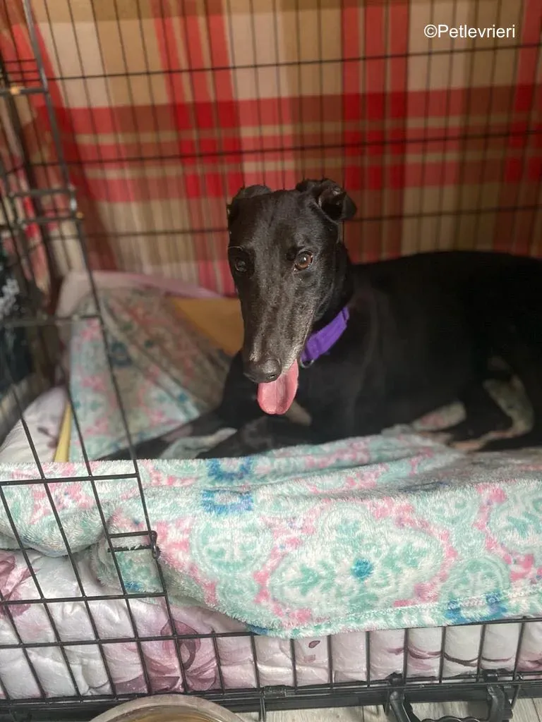 wallace adozione levrieri greyound lurcher 10