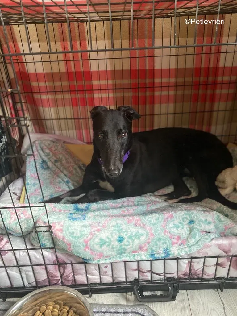 wallace adozione levrieri greyound lurcher 11