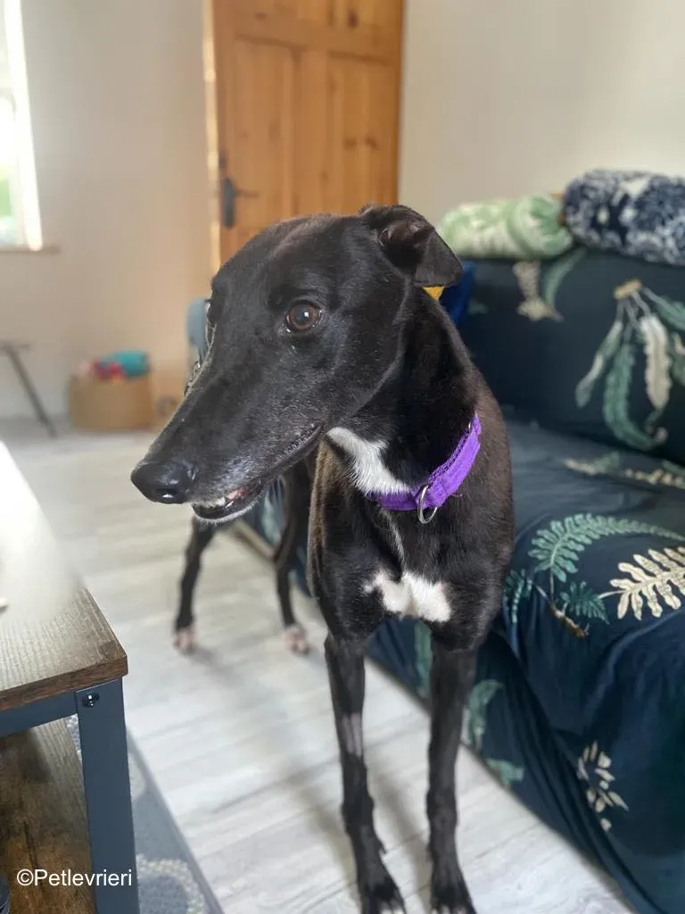 wallace adozione levrieri greyound lurcher 12