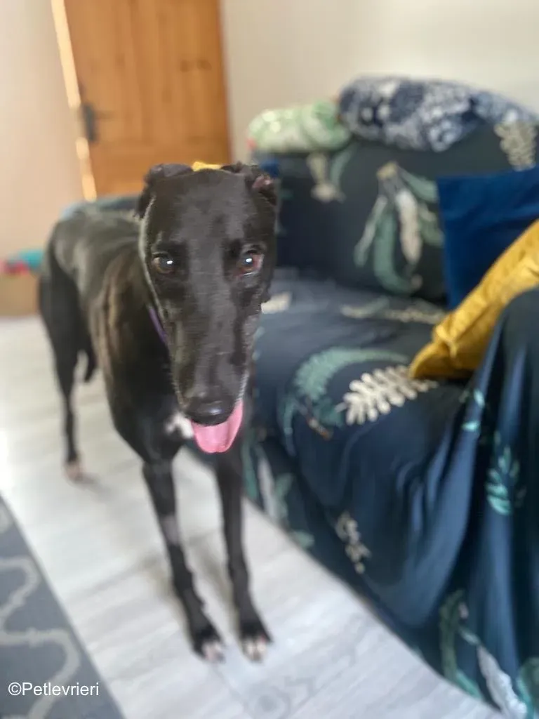 wallace adozione levrieri greyound lurcher 13