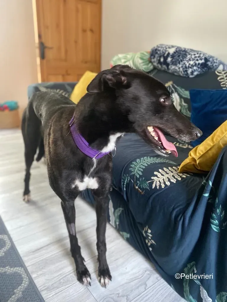 wallace adozione levrieri greyound lurcher 14