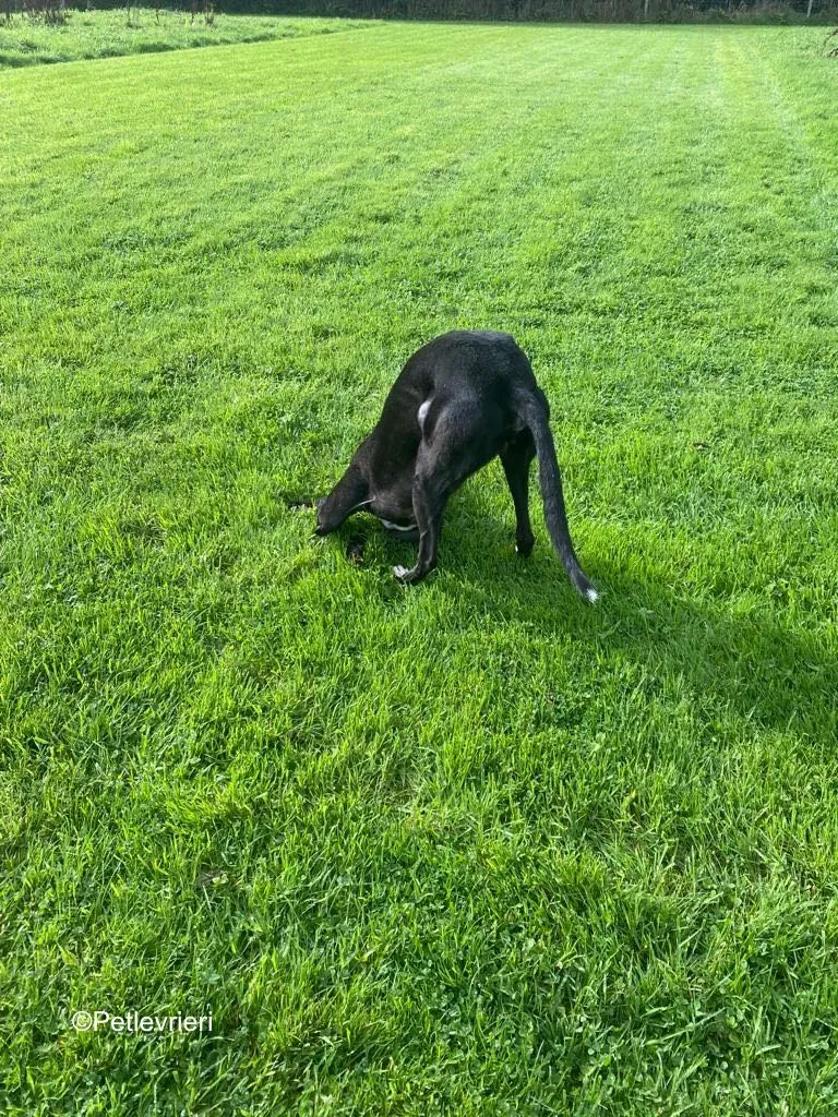 wallace adozione levrieri greyound lurcher 15