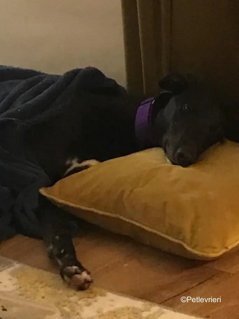 wallace adozione levrieri greyound lurcher 16