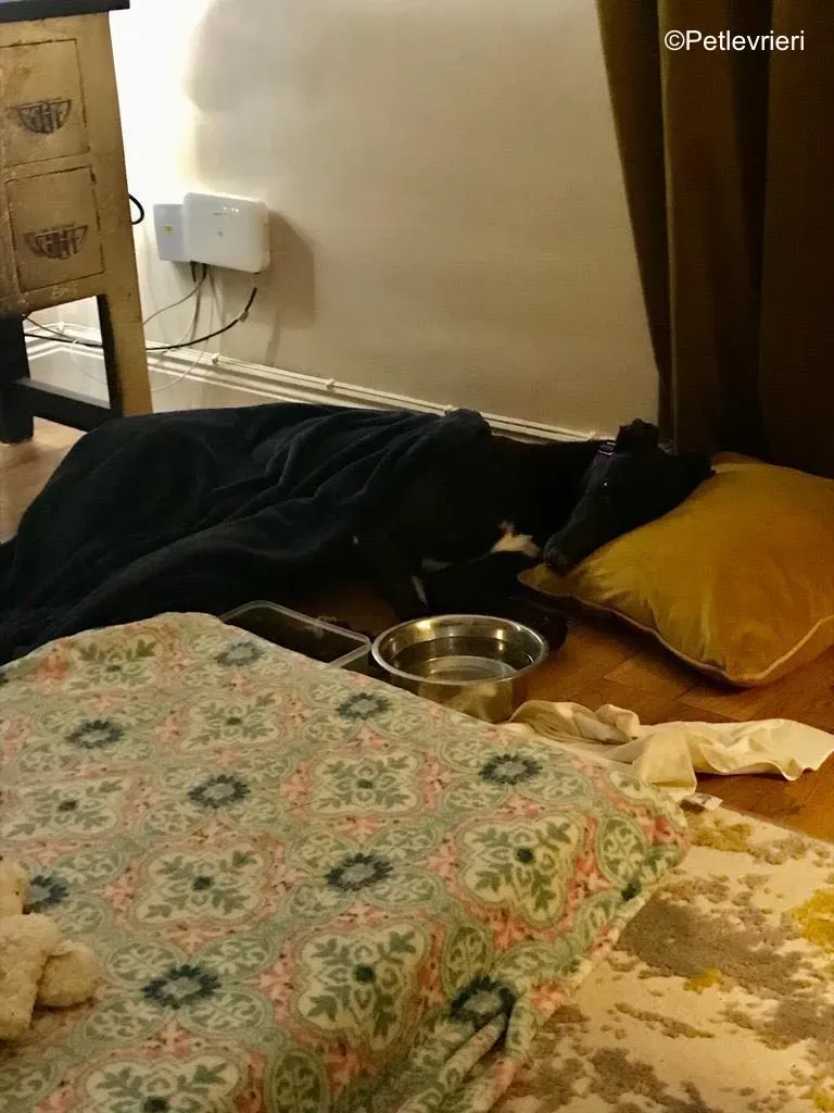 wallace adozione levrieri greyound lurcher 17