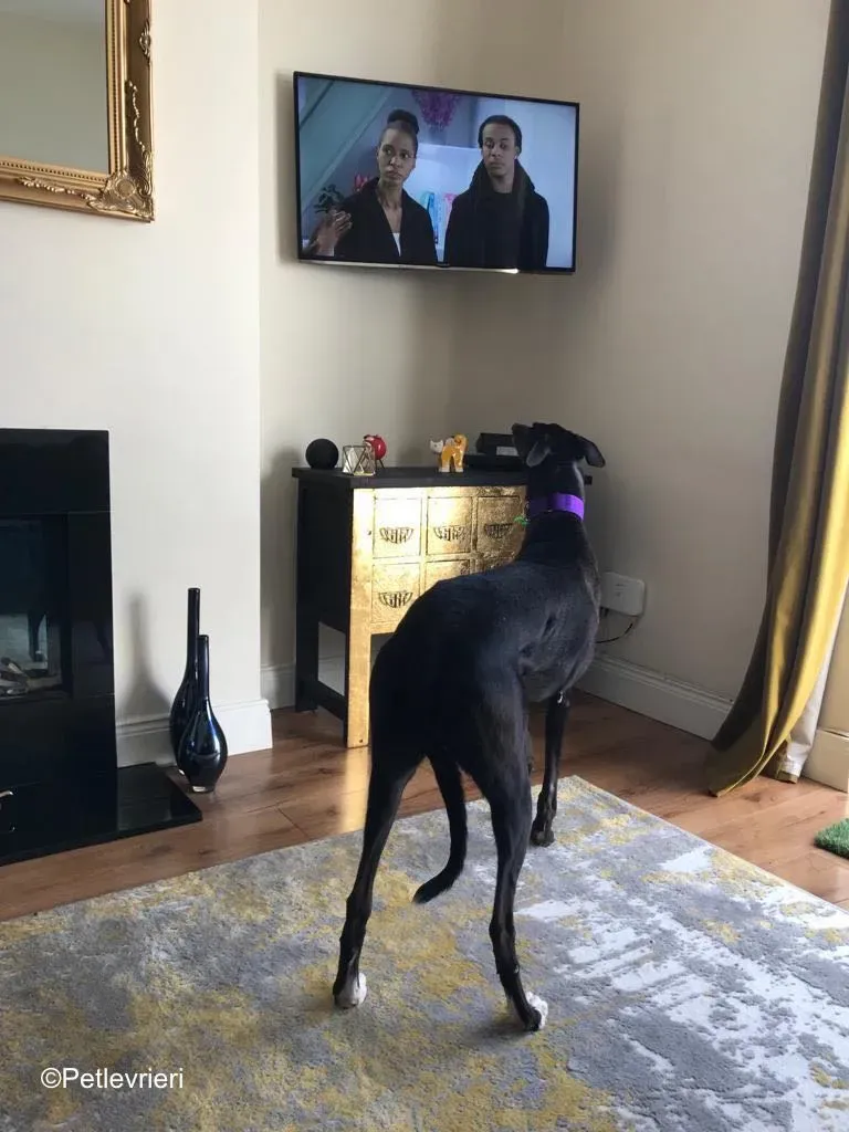 wallace adozione levrieri greyound lurcher 19