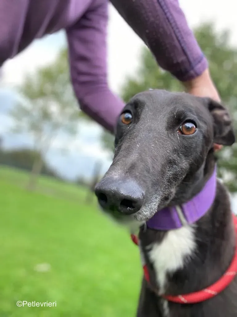 wallace adozione levrieri greyound lurcher 2