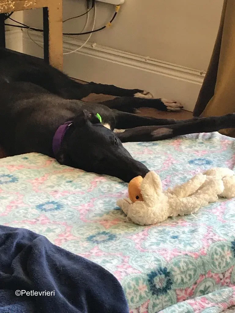 wallace adozione levrieri greyound lurcher 20