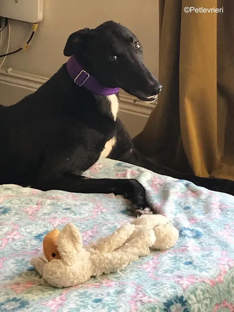 wallace adozione levrieri greyound lurcher 21