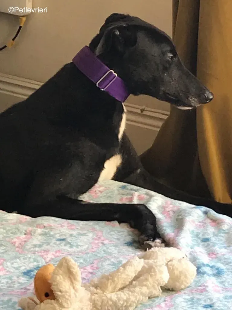 wallace adozione levrieri greyound lurcher 22